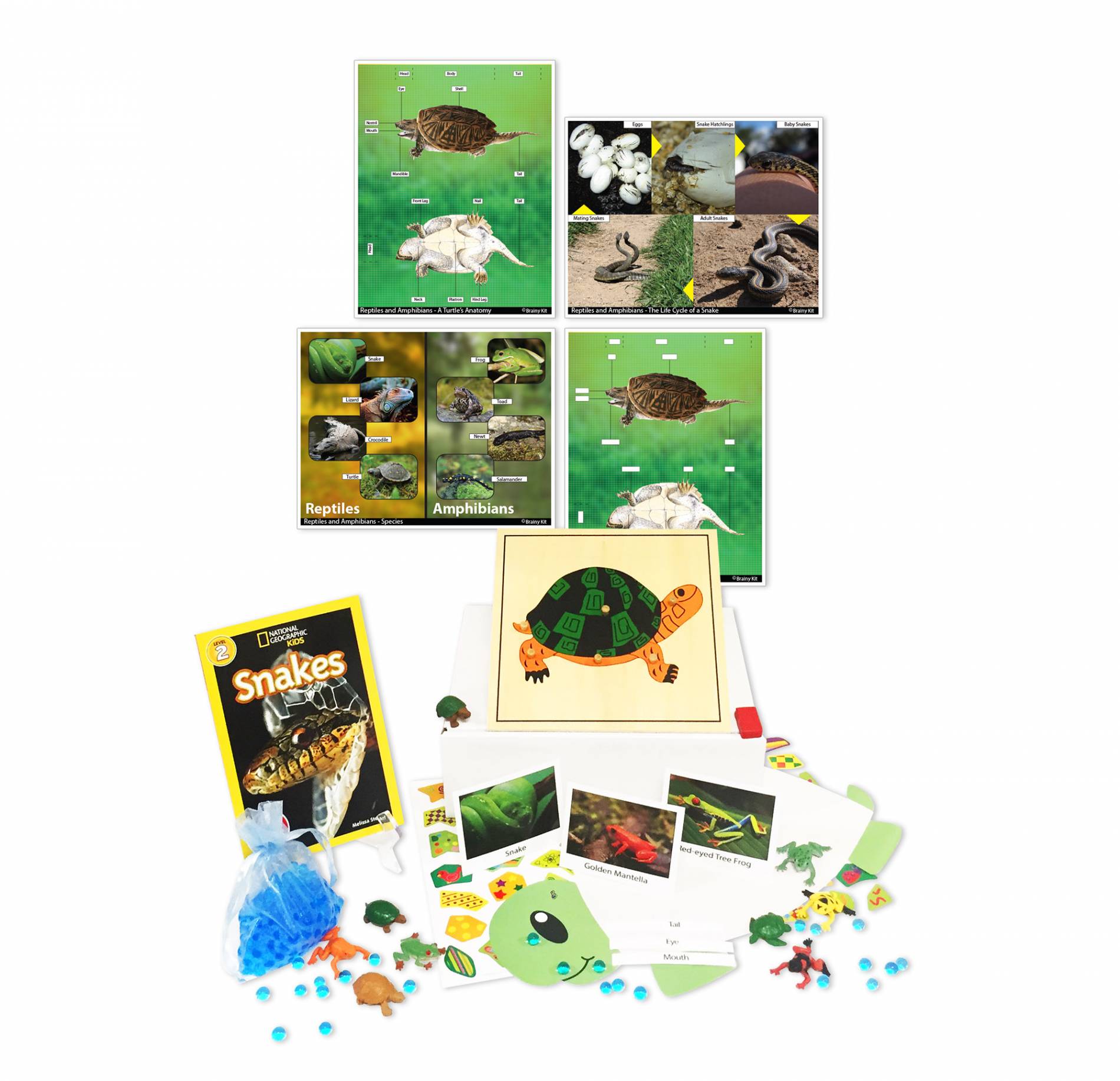 Amphibians and Reptiles PDF file